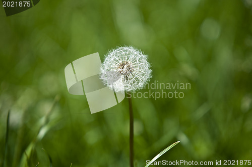 Image of Dandelion