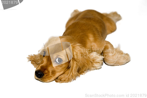 Image of English Cocker Spaniel