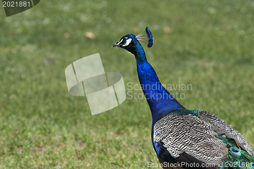 Image of Peacock is walking on a green field