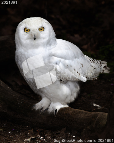 Image of Snowy Owl