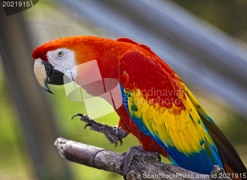 Image of Scarlet Macaw