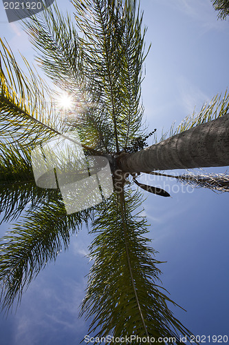 Image of palm tree 