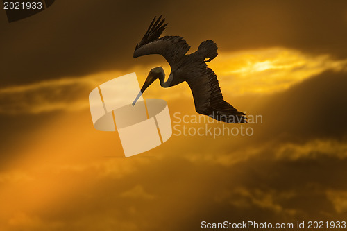 Image of Flying pelican looking for its pray 