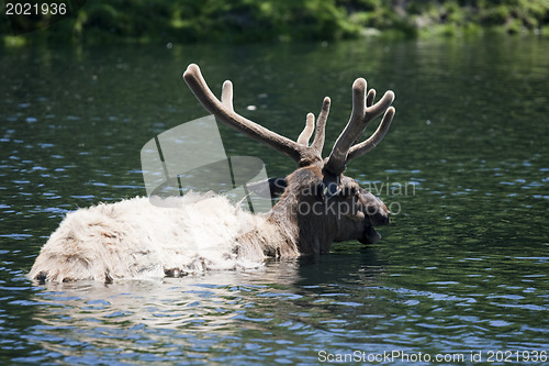 Image of Roosevelt Elk is taking a bath