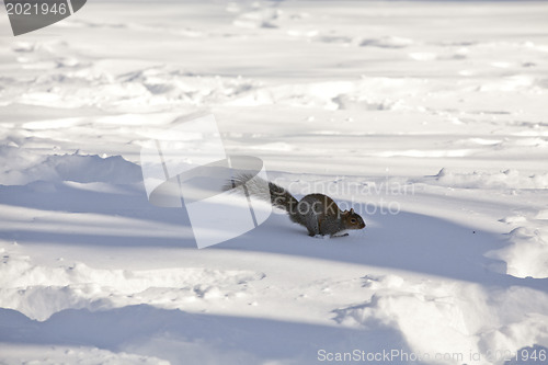 Image of Squirrel in Center Park New York at winter time