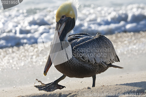 Image of Pelican is walking on a shore