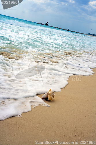 Image of Shell on golden shore 