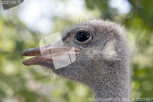 Image of Portrait of Ostrich