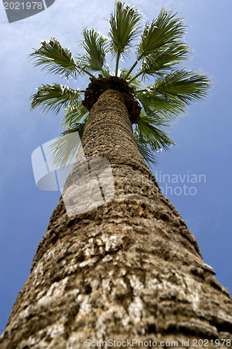 Image of Palm 