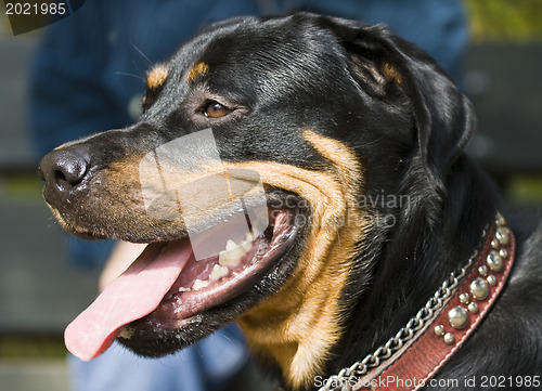 Image of Rottweiler 