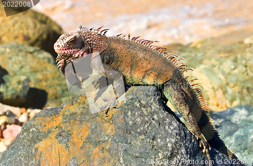 Image of Iguana