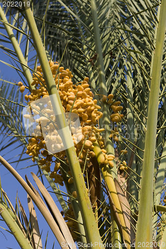 Image of  Dates palmtree
