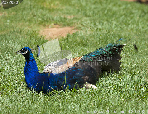 Image of Peacock is resting on grass