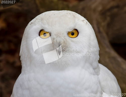 Image of Snowy Owl