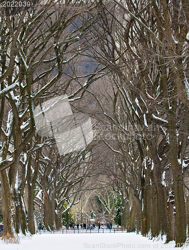 Image of Winter in a park 