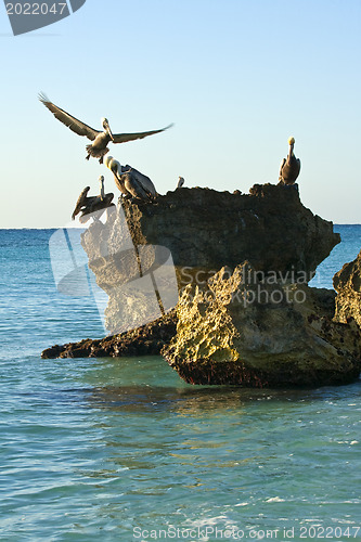 Image of Caribbean sea. Pelicans sitting on a rock 