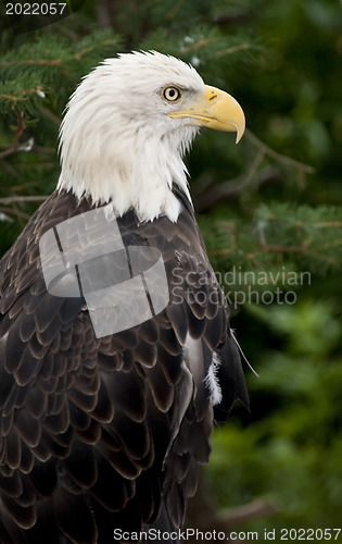 Image of Bald eagle