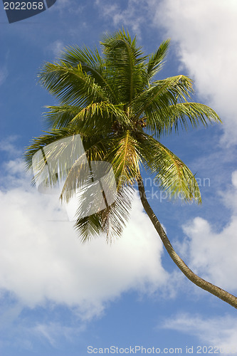 Image of Caribbean. Palm-tree 