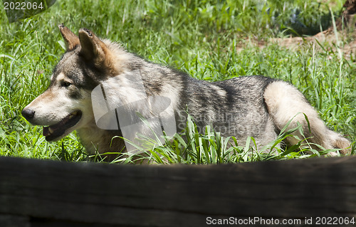 Image of Resting wolf