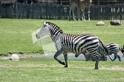 Image of Running zebras