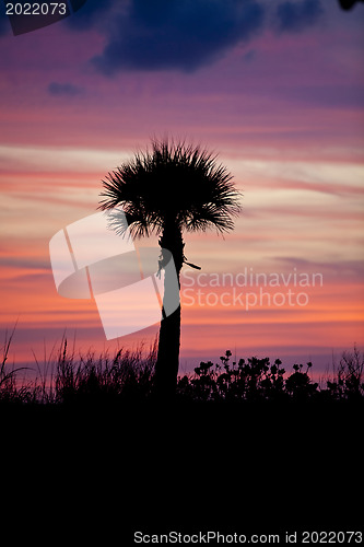 Image of Tropical Punch