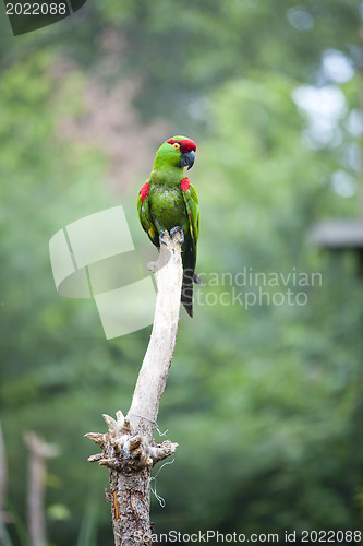 Image of Thick-biller Parrot