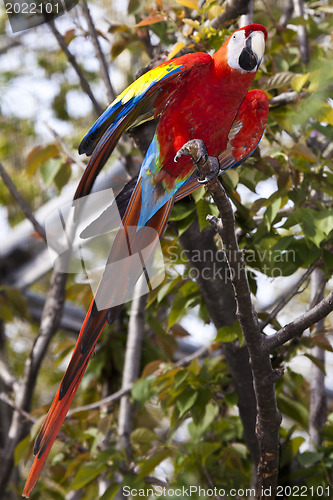 Image of Scarlet Macaw