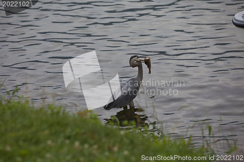 Image of Great Blue Heron- successful fishing