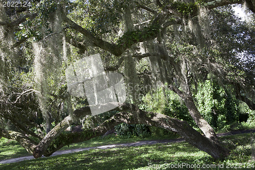 Image of Mysterious Spanish Moss