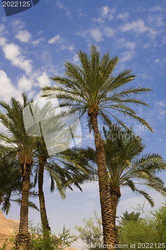 Image of Palm-trees