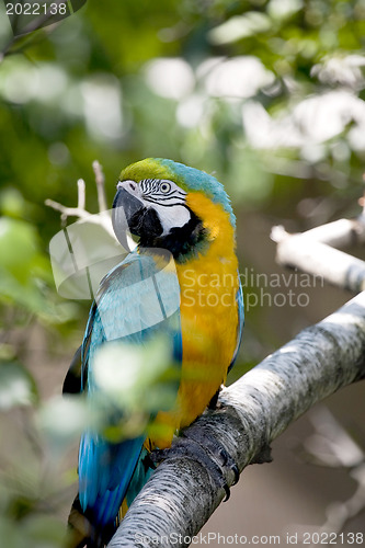 Image of  Blue-and-yellow Macaw - Ara ararauna