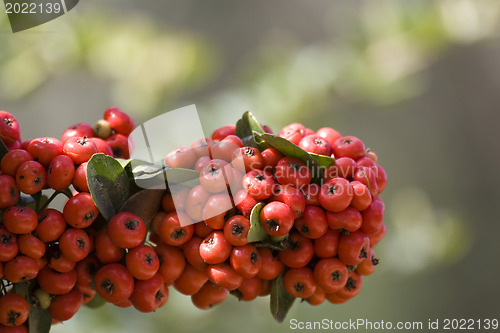 Image of Beautiful flowers of Israel.