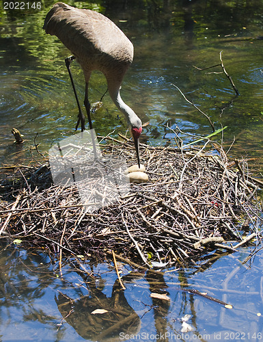 Image of Redheaded crane