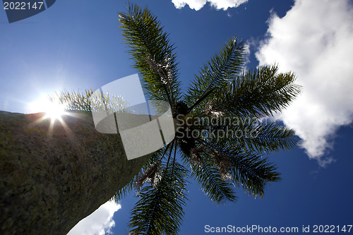 Image of palm tree 