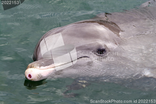 Image of Dolfin swiming in resort pool