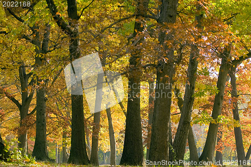 Image of Autumn park