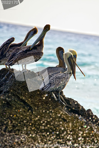 Image of Caribbean sea. Pelicans sitting on a rock 