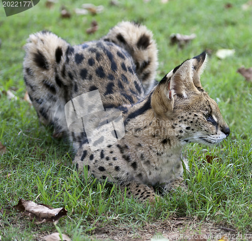 Image of African Wild Cat