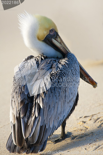 Image of Pelican is walking on a shore