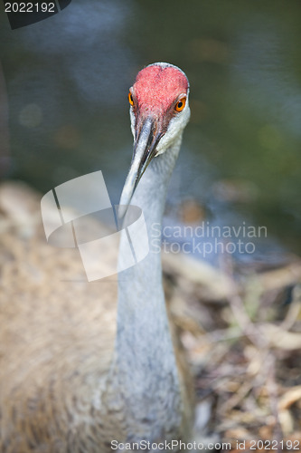 Image of Redheaded crane 