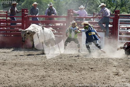 Image of Rodeo