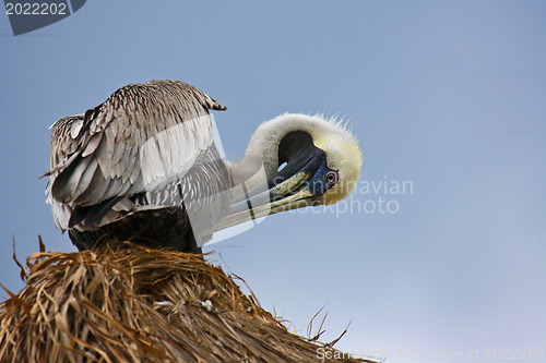 Image of Pelican sitting on strow roof