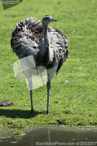 Image of Rhea walking through a field