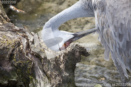 Image of Redheaded crane 