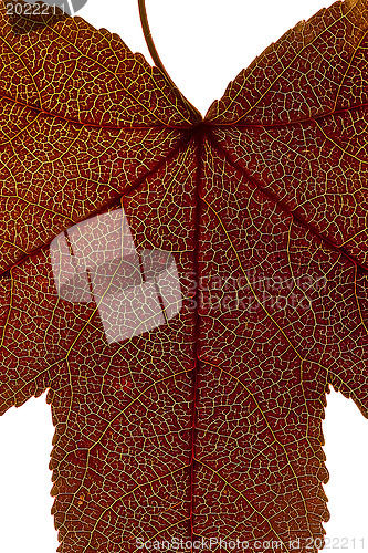 Image of Red leaf structure