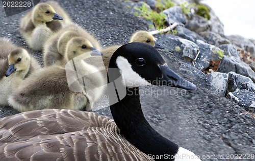 Image of Mother Goose with her babies