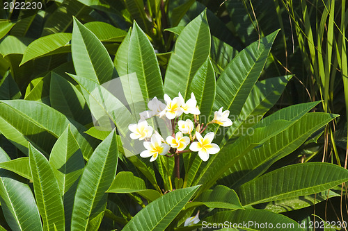 Image of Beautiful flowers of Israel,