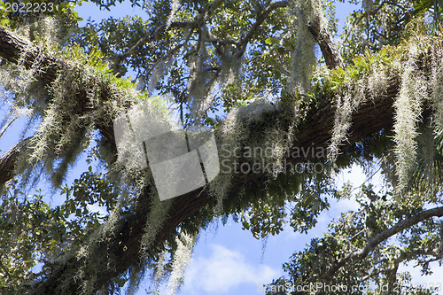 Image of Mysterious Spanish Moss