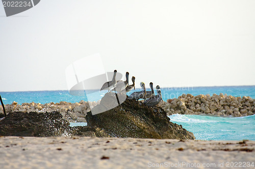 Image of Caribbean sea. Pelicans sitting on a rock 