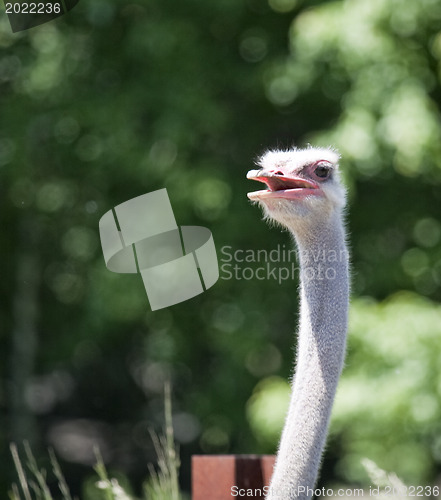 Image of Ostrich